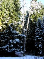 Třívrchá borovice v zimě